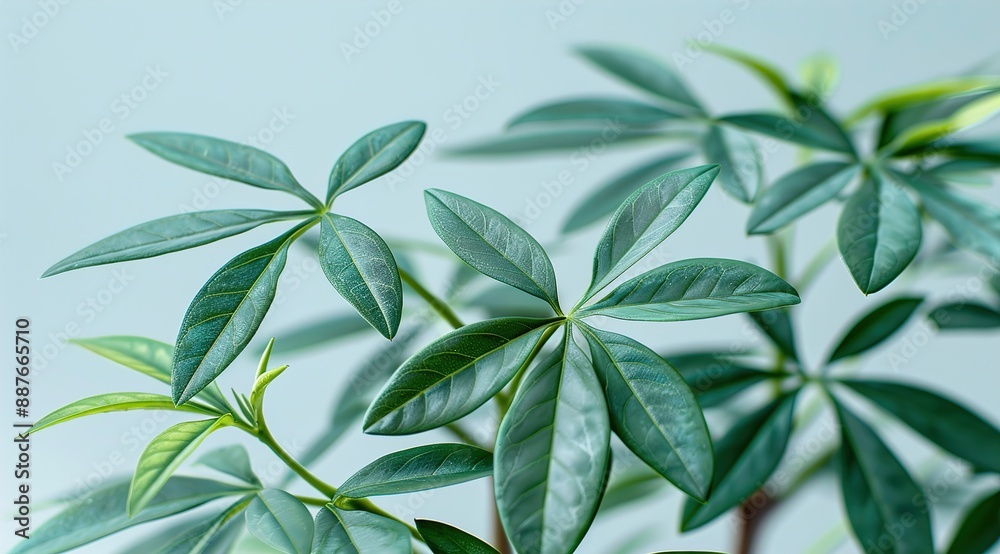 green leaves on white green leaves on white