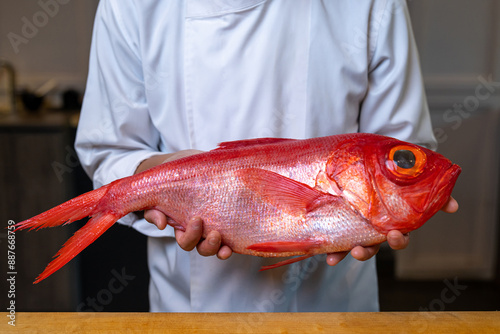 Bright red Kinmedai fish from Japan is ready for cooking. photo