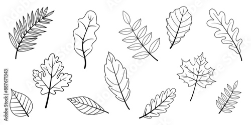 Set of autumn leaves in doodle style. Linear illustration. Leaves of different types on a white background.