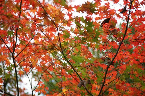 red maple leaves in autumn