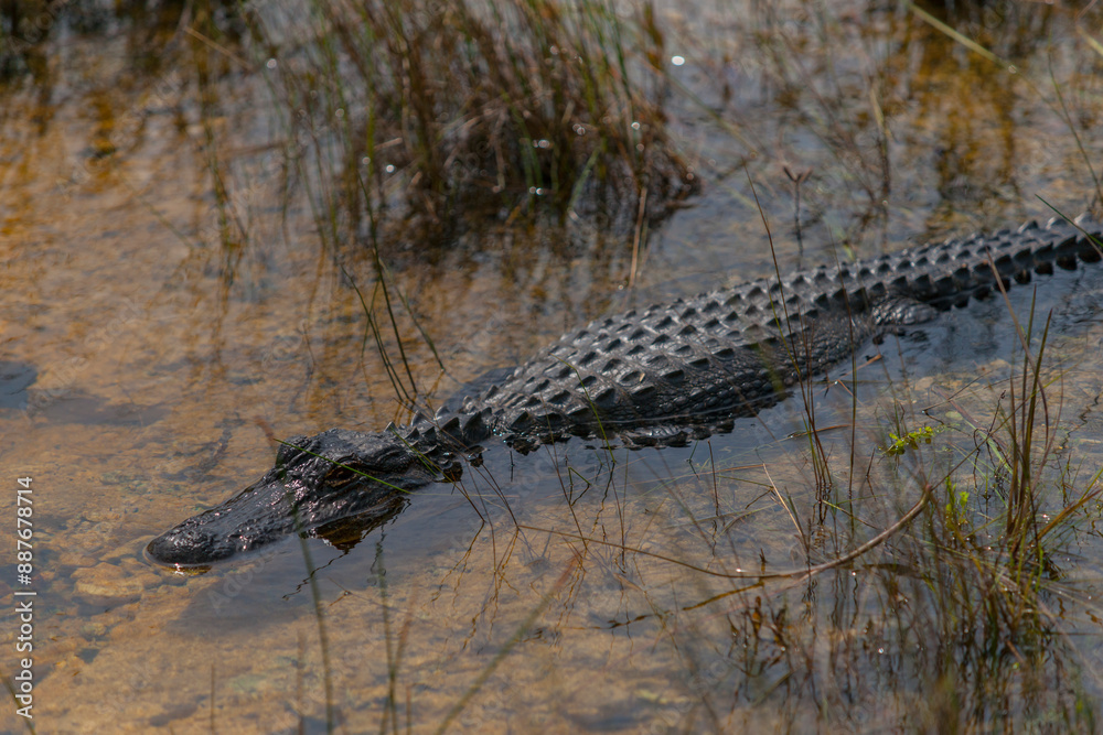 American alligator moving stealthily through shallow swamp. American alligator moving stealthily through shallow swamp.