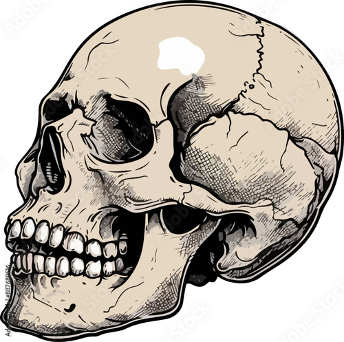 skull vector illustration isolated on transparent background. 
