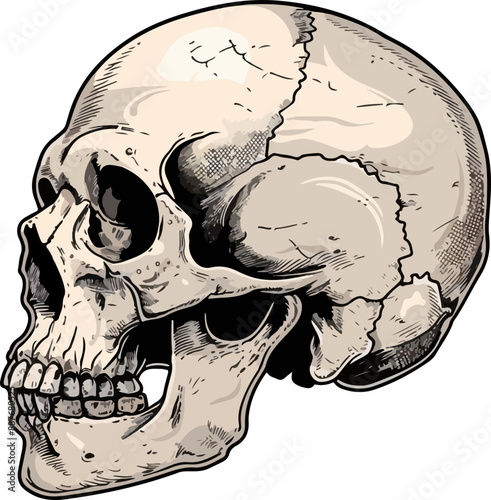 skull vector illustration isolated on transparent background. 
