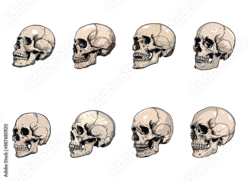 skull vector illustration isolated on white background. 
