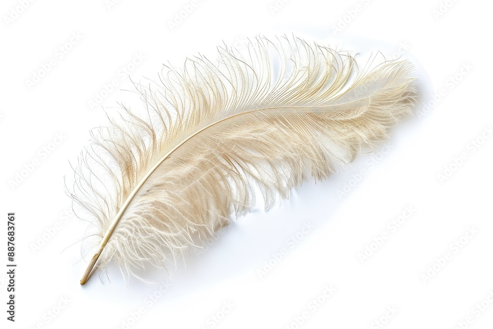 feather feather