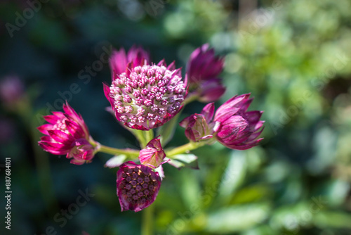 Wildflowers in the park of St. Petersburg, Russia