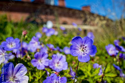 Wildflowers in the park of St. Petersburg, Russia