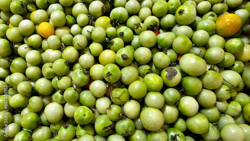 Harvested unripe green cherry tomatoes fresh tomatoes that farmers have just plucked from the plantations spherical in shape photo