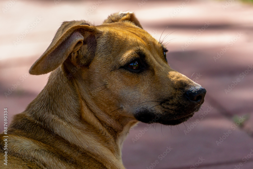 Close-up three quarter view of a small brown Chiweenie. Close-up three quarter view of a small brown Chiweenie.