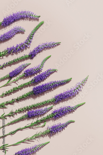 Natural blooming Purple close up flowers as trend minimal layout on pale pink light background, minimal trend aesthetic floral overview photo. Beautiful nature still life with wildflowers Veronica photo