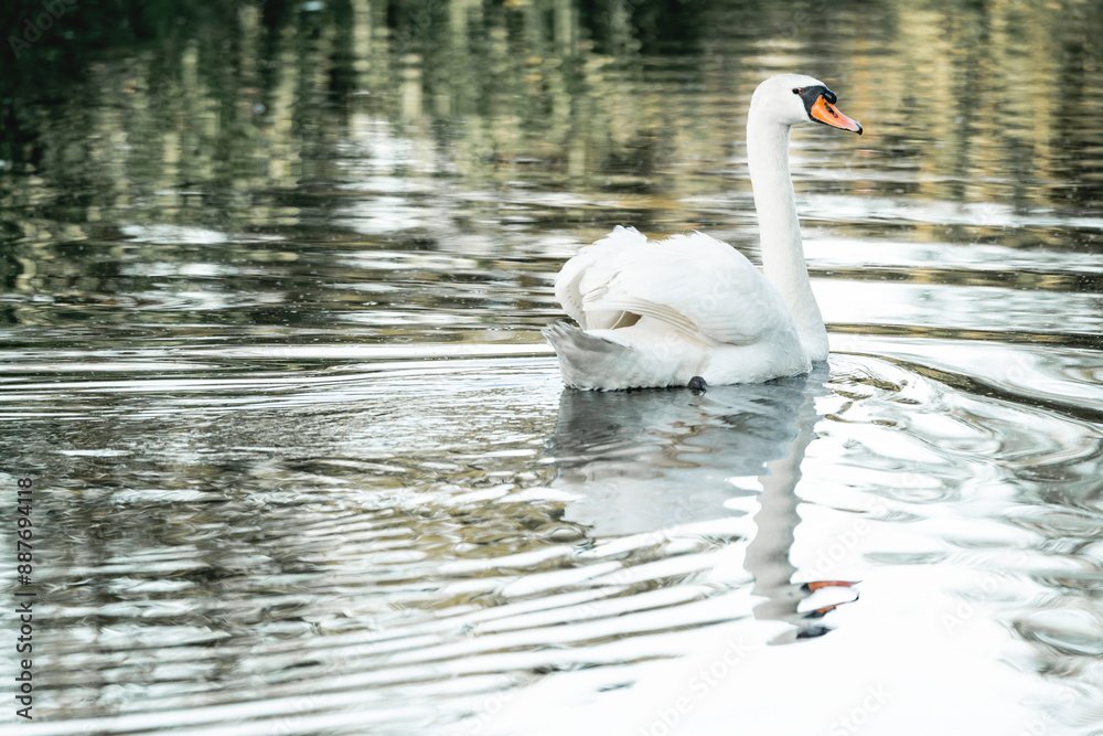 Fototapeta premium beautiful white swan bird swimming on the water
