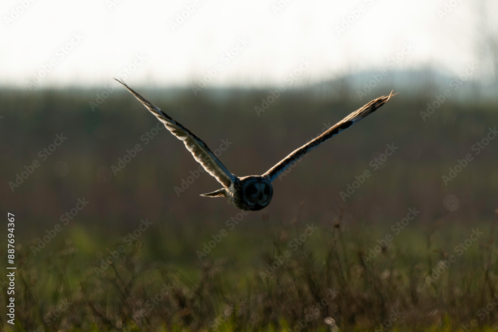 Hibou des marais, Hibou brachyote, Asio flammeus, Short eared Owl, region Pays de Loire; marais Breton; 85, Vendée, Loire Atlantique, France Hibou des marais, Hibou brachyote, Asio flammeus, Short eared Owl, region Pays de Loire; marais Breton; 85, Vendée, Loire Atlantique, France