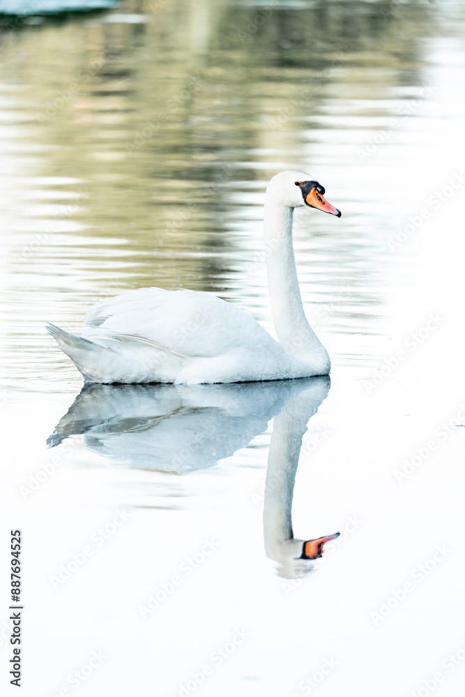 Fototapeta premium beautiful white swan bird swimming on the water