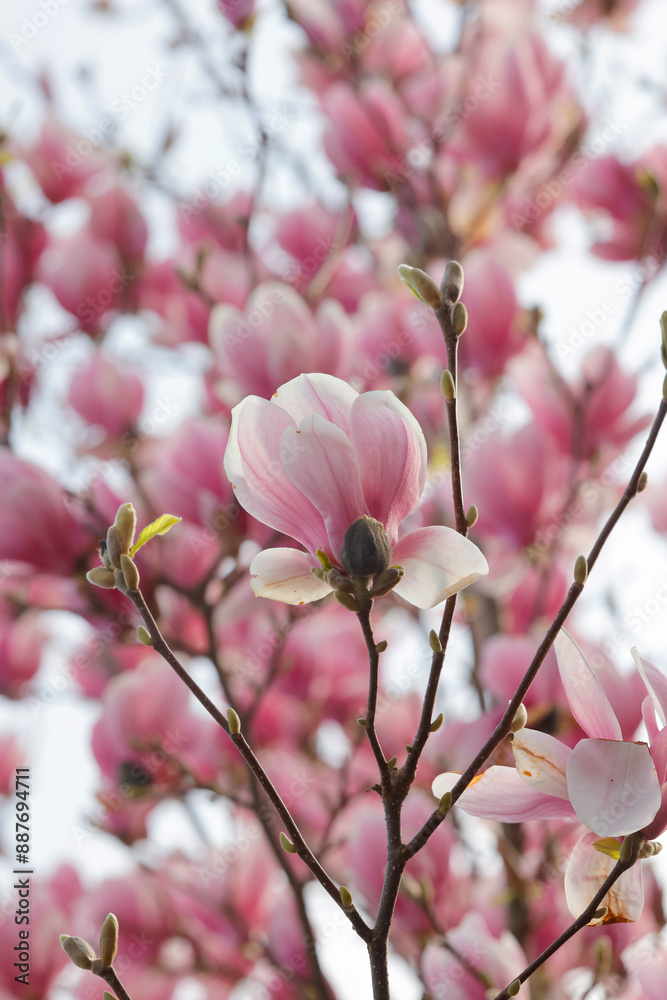 Tulpen-Magnolie (Magnolia × soulangeana) Zierbaum im Garten mit vielen Blüten Tulpen-Magnolie (Magnolia × soulangeana) Zierbaum im Garten mit vielen Blüten