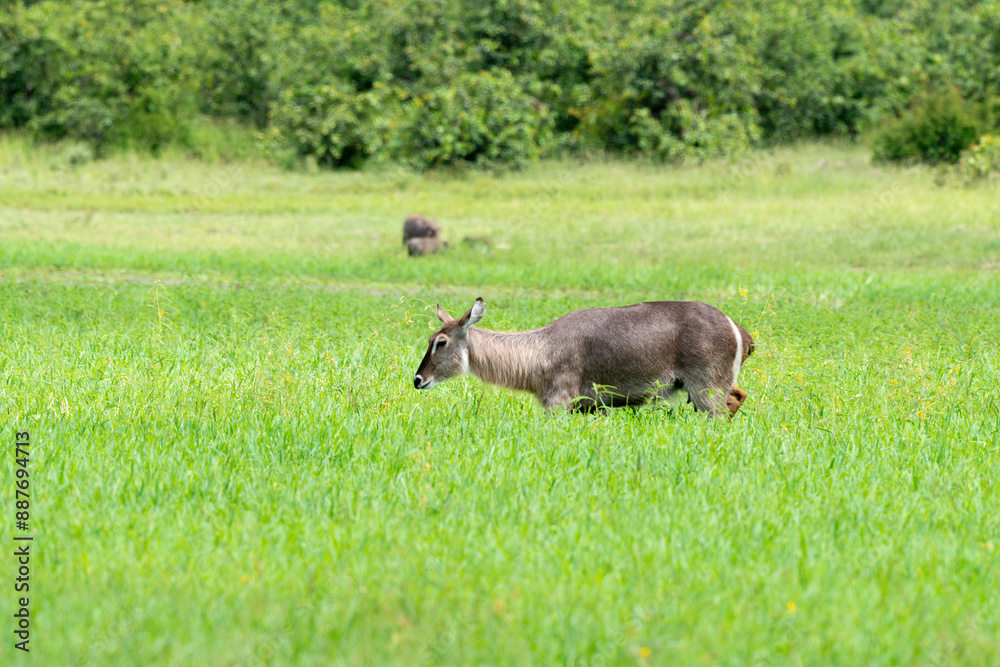 Cobe à croissant , Waterbuck, Kobus ellipsiprymnus, Parc national du Kruger, Afrique du Sud Cobe à croissant , Waterbuck, Kobus ellipsiprymnus, Parc national du Kruger, Afrique du Sud