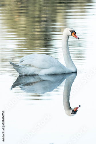 beautiful white swan bird swimming on the water
