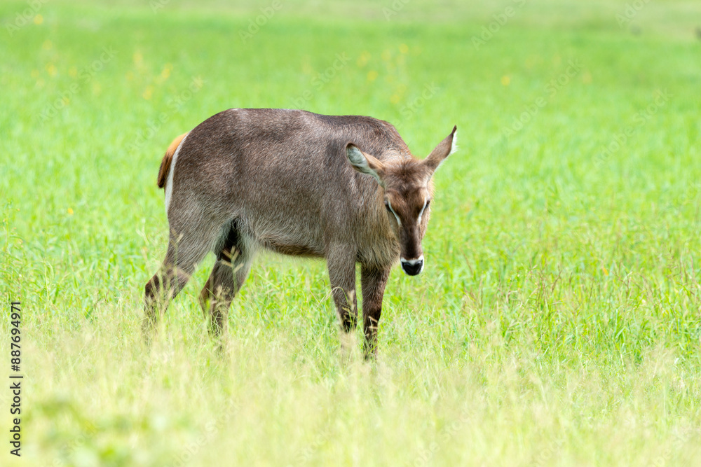 Cobe à croissant , Waterbuck, Kobus ellipsiprymnus, Parc national du Kruger, Afrique du Sud Cobe à croissant , Waterbuck, Kobus ellipsiprymnus, Parc national du Kruger, Afrique du Sud