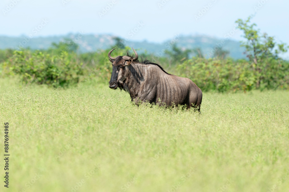 Fototapeta premium Gnou à queue noire, Connochaetes taurinus, Parc national Kruger, Afrique du Sud