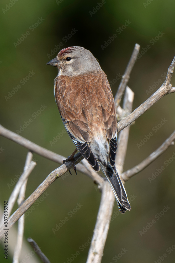 Fototapeta premium Linotte mélodieuse,.Linaria cannabina, Common Linnet
