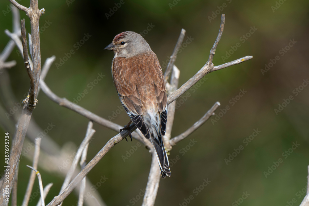 Linotte mélodieuse,.Linaria cannabina, Common Linnet Linotte mélodieuse,.Linaria cannabina, Common Linnet