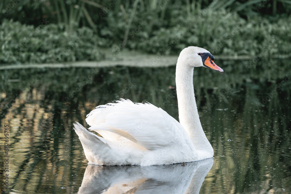 Fototapeta premium beautiful white swan bird swimming on the water