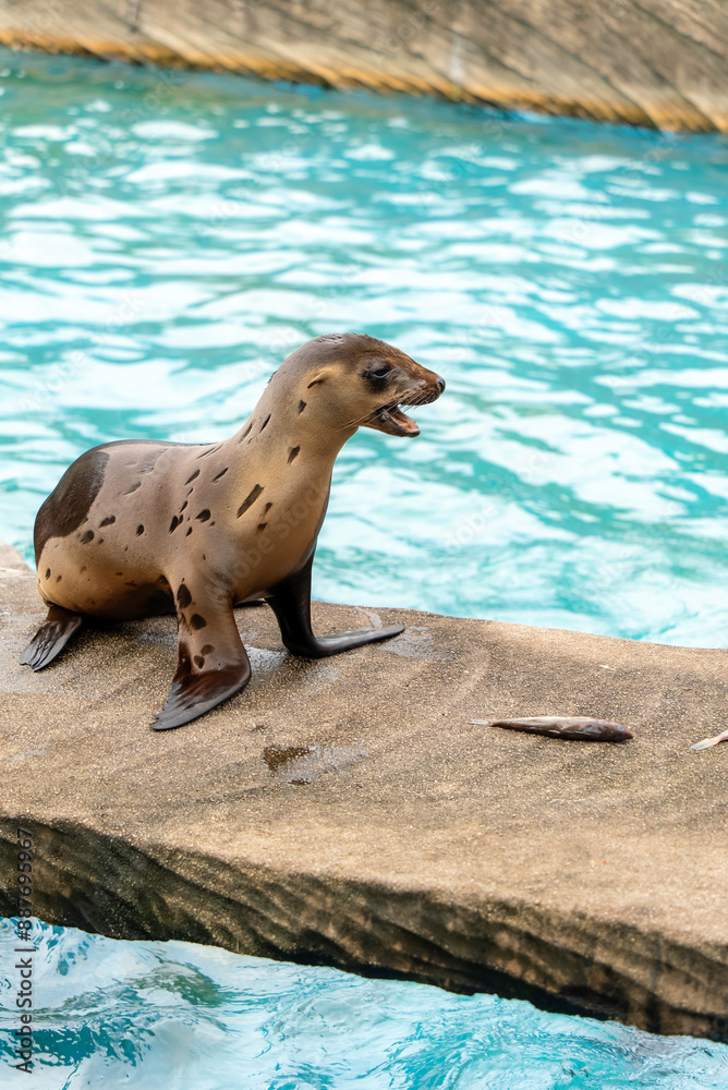 Fototapeta premium 鳴いているカリフォルニアアシカの子ども