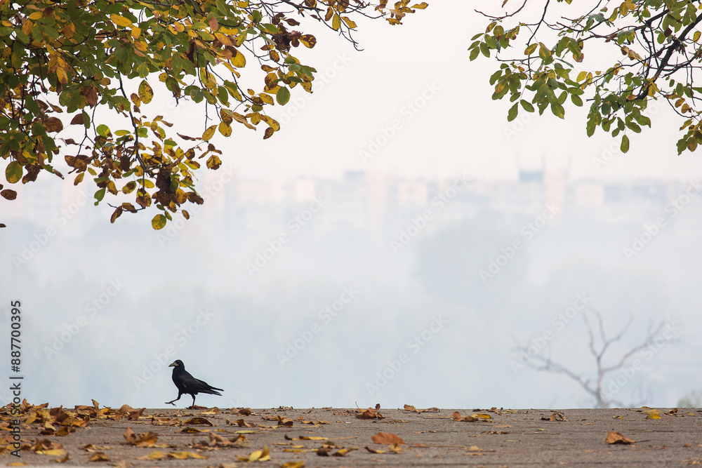 Crow walking in park in autumn time with beautiful colors