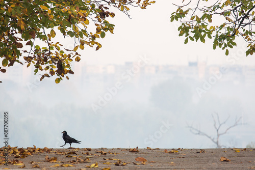 Obraz na płótnie Crow walking in park in autumn time with beautiful colors w salonie