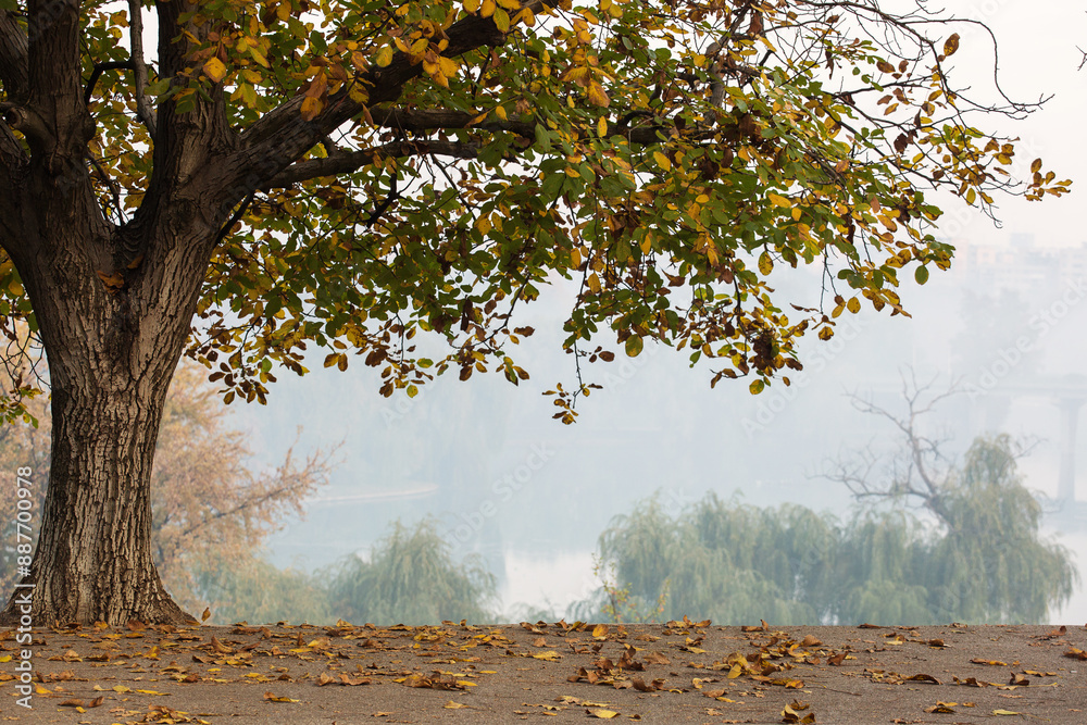 Beautiful tree with autumn colors in a park