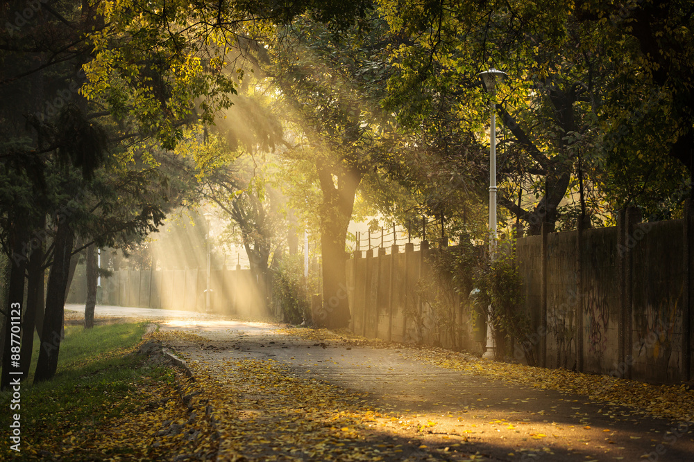Beautiful and colourful alley in a park with rays of light in autumn morning