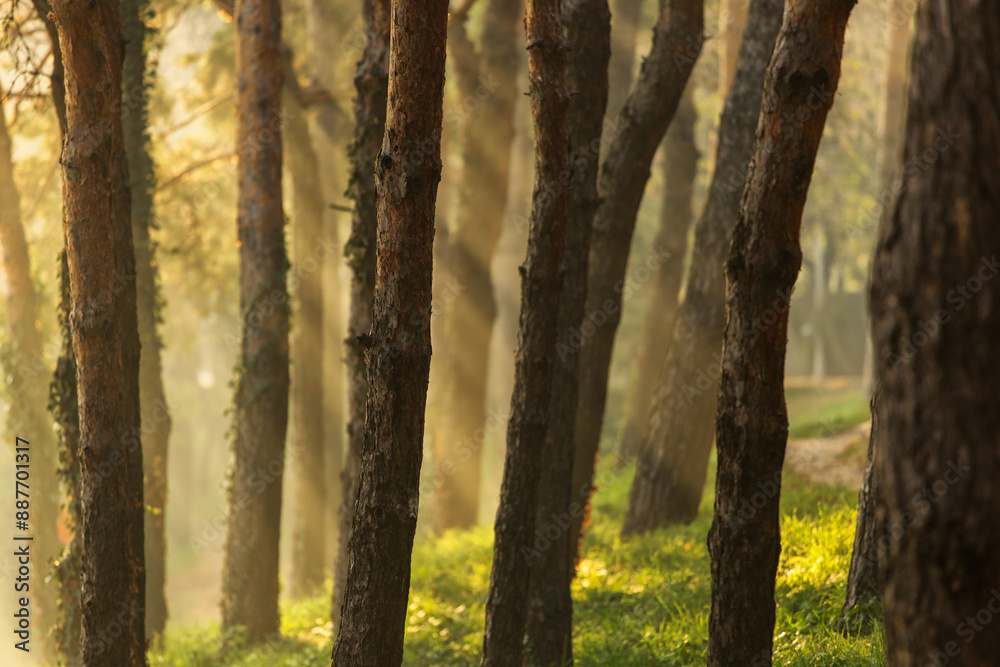 Beautiful rays of light in a forest in autumn time