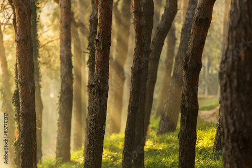Obraz na płótnie Beautiful rays of light in a forest in autumn time w salonie