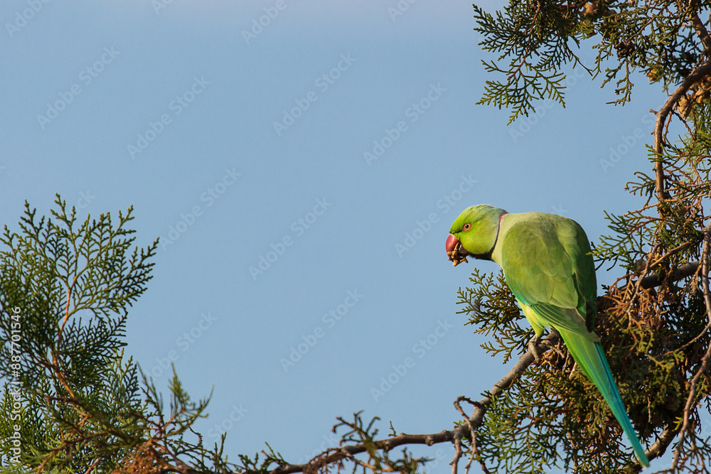 Wild parrot in a park with blue sky in background
