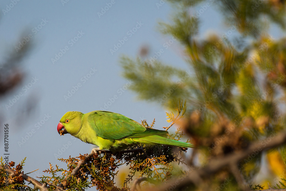 Wild parrot in a park with blue sky in background