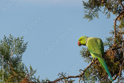 Obraz na płótnie Wild parrot in a park with blue sky in background w salonie