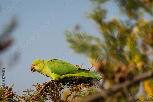 Obraz na płótnie Wild parrot in a park with blue sky in background w salonie