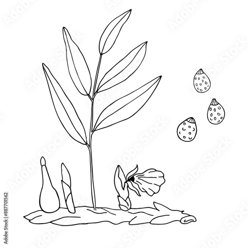 Malaguette Grains of paradise or Guinea grains hand drawn plant, grain, flower, branch, leaf. Vector food illustration. West African spice Aframomum melegueta. Exotic kitchen, ingredient, hops