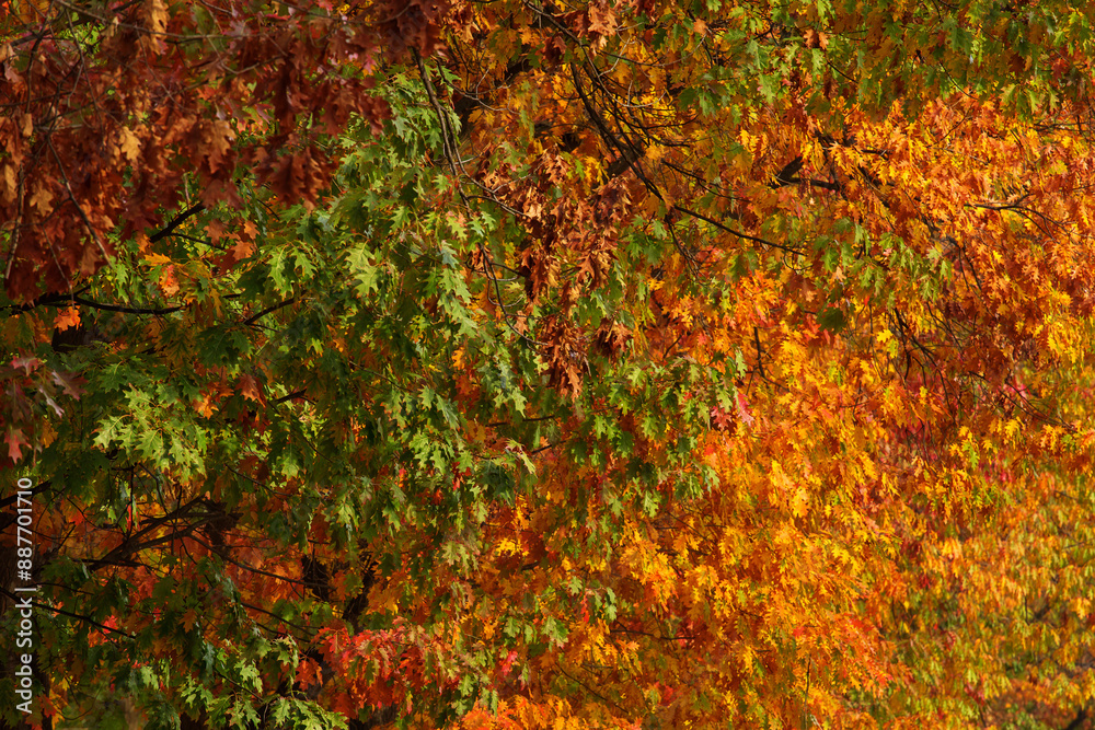 Colourful autumn leafs great for backgrounds