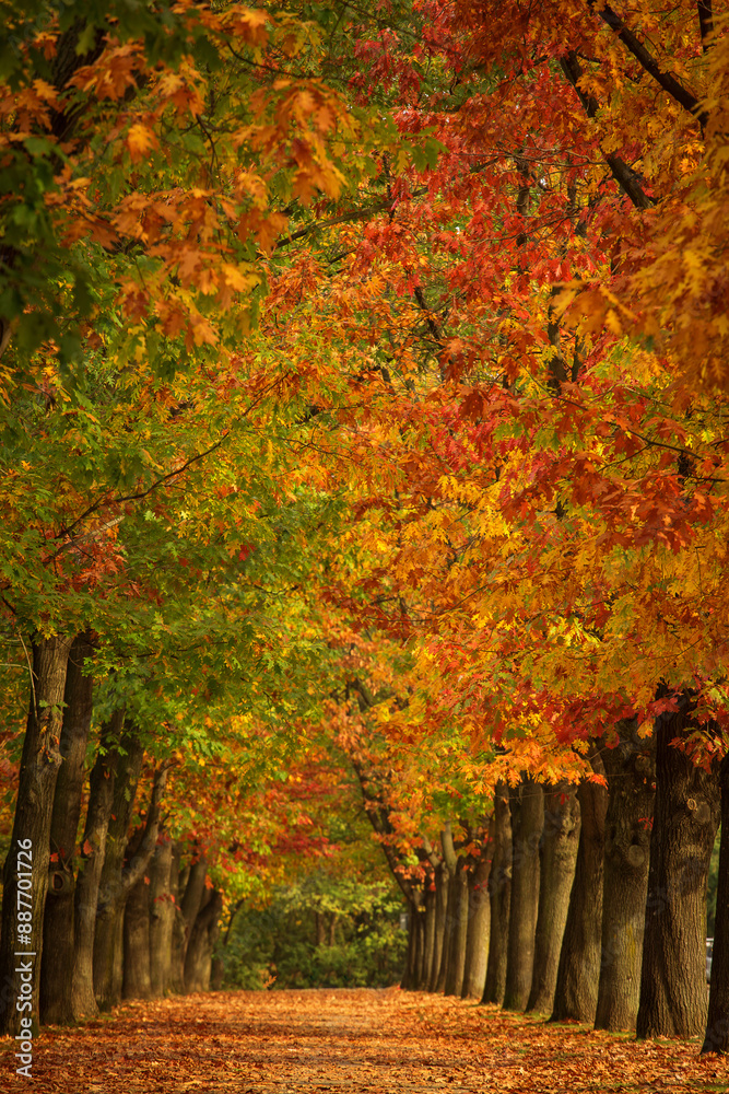 Vertical autumn landscape with colourful alley in a park, great for phone wallpaper