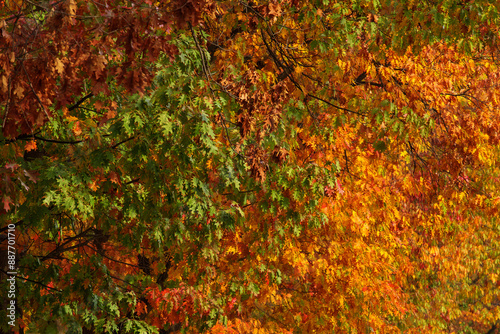 Obraz na płótnie Colourful autumn leafs great for backgrounds w salonie
