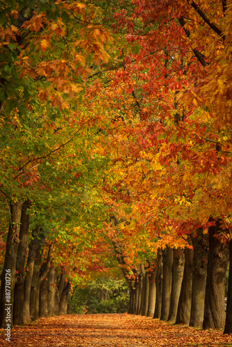 Obraz na płótnie Vertical autumn landscape with colourful alley in a park, great for phone wallpaper w salonie