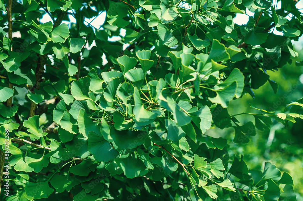 Fresh green leaves of ginkgo biloba or Japanese bonsai. Asian art form. Cultivation in greenhouses. Fresh green leaves of ginkgo biloba or Japanese bonsai. Asian art form. Cultivation in greenhouses.