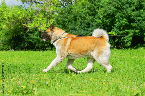 American akita dog red park running big strong male adult pet photo