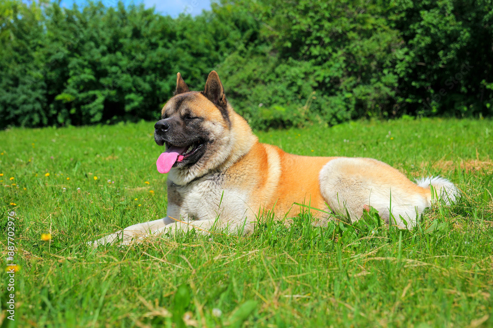 American akita dog red park laying big strong male adult pet American akita dog red park laying big strong male adult pet