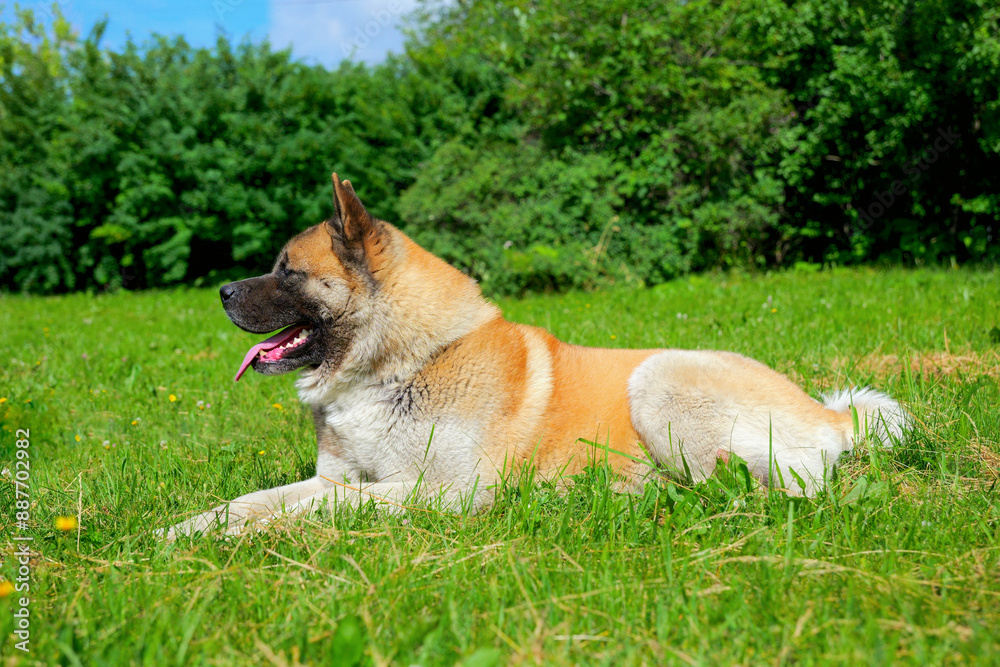 American akita dog red park laying big strong male adult pet American akita dog red park laying big strong male adult pet