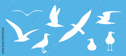 Seagull silhouette. Isolated seagull on white background. Bird