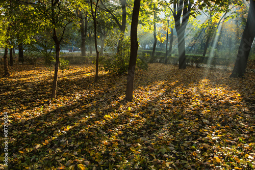 Obraz na płótnie Beautiful colors in a park in autumn season w salonie