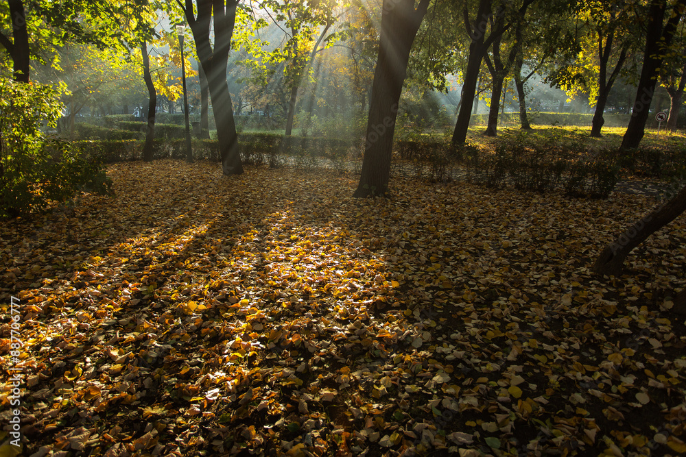 Beautiful colors in a park in autumn season Beautiful colors in a park in autumn season