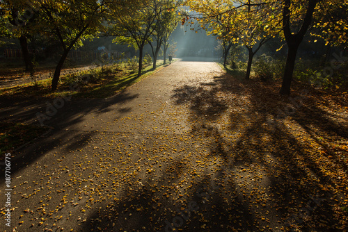 Obraz na płótnie Beautiful colors in a park in autumn season w salonie