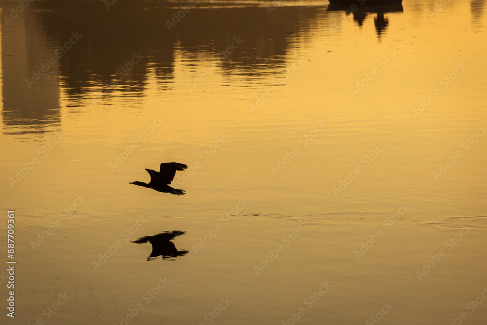 Silhouette of a bird flying over a lake at sunrise